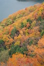 Maple tree in the Autumn season Royalty Free Stock Photo