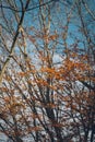 Maple tree in the Autumn season Royalty Free Stock Photo