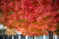 Maple tree autumn season orange leafs in the city Royalty Free Stock Photo