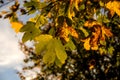 Maple tree in autumnal colors in back light Royalty Free Stock Photo