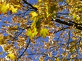 Maple tree in autumnal colors in backlit on a blue sky Royalty Free Stock Photo