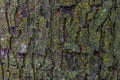 Maple tree bark with moss close up.