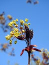 Maple tree blooms Royalty Free Stock Photo