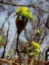 Maple tree blossom Royalty Free Stock Photo