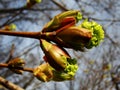 Maple tree blossom Royalty Free Stock Photo