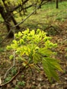 Maple tree blossom Royalty Free Stock Photo