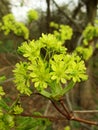 Maple tree blossom Royalty Free Stock Photo