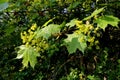 Maple tree in blossom with tiny yellow flowers and fresh green leaves. Close up