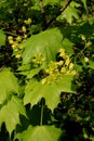 Maple tree in blossom with tiny yellow flowers and fresh green leaves. Close up Royalty Free Stock Photo