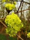 Maple tree blossom Royalty Free Stock Photo