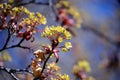 Maple tree blossoms against blue sky in spring. Close-up picture of maple flower Royalty Free Stock Photo