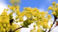 Maple Tree Blossoms against Sky Royalty Free Stock Photo
