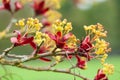 Maple tree blossoms Royalty Free Stock Photo