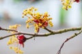 Maple tree blossoms Royalty Free Stock Photo