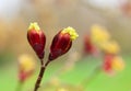 Maple tree blossoms Royalty Free Stock Photo