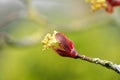 Maple tree blossoms Royalty Free Stock Photo