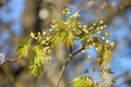Maple tree blossoms Royalty Free Stock Photo