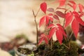 Maple tree Bonsai Royalty Free Stock Photo