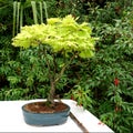 Maple tree bonsai in a pot on a table in the garden Royalty Free Stock Photo