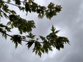 Maple Tree Braches Against Stormy Skies