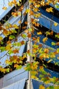 Maple tree branch with autumn colored leaves and office building on the background Royalty Free Stock Photo
