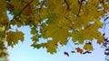 Maple tree branch with bright yellow, orange leaves against blue sky. Autumn leaf color. Fall landscape background. Beauty in natu Royalty Free Stock Photo