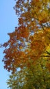 Maple tree branch with bright yellow, red, orange leaves against blue sky. Vertical view. Autumn leaf color. Fall landscape backgr Royalty Free Stock Photo