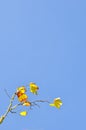 Maple tree branch with colorful autumn leaves against a blue sky captured on vertical photo. Copy space, a place for text. Autumn Royalty Free Stock Photo