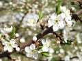 Maple tree branch with white flowers, Lithuania Royalty Free Stock Photo