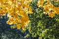 Maple tree branch with yellow dry leaves on defocused park trees background