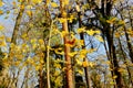 Maple tree branch with yellow golden leafs Royalty Free Stock Photo