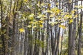 Maple tree branch with yellow leaves on autumn park background Royalty Free Stock Photo