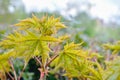 Maple tree branch with young blossoming leaves on blurred background in spring Royalty Free Stock Photo