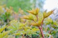 Maple tree branch with young blossoming leaves on blurred background in spring Royalty Free Stock Photo