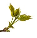 Maple tree branch with young green leaves. isolated on white Royalty Free Stock Photo