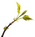 Maple tree branch with young green leaves. isolated on white Royalty Free Stock Photo
