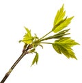 Maple tree branch with young green leaves. isolated on white Royalty Free Stock Photo