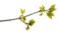 Maple tree branch with young green leaves. isolated on white Royalty Free Stock Photo