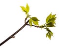 Maple tree branch with young green leaves. isolated on white Royalty Free Stock Photo