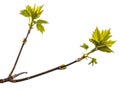 Maple tree branch with young green leaves. isolated on white Royalty Free Stock Photo