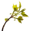 Maple tree branch with young green leaves. isolated on white Royalty Free Stock Photo