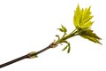 Maple tree branch with young green leaves. isolated on white Royalty Free Stock Photo