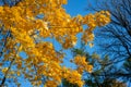 Maple tree branches with bright yellow foliage