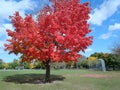 Maple tree in brilliant red fall color Royalty Free Stock Photo
