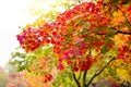Maple tree change color from green to red in autumn season, Japan Royalty Free Stock Photo