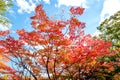 Maple tree color change in autumn season beautiful red orange green maple trees against clear cloud blue sky background in autumn Royalty Free Stock Photo
