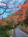 Maple tree with colored leafs and asphalt road on mountain with clouds blue sky background Royalty Free Stock Photo