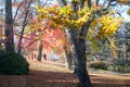 Maple tree with colored leafs at autumn/fall daylight.Relaxing atmosphere. Royalty Free Stock Photo