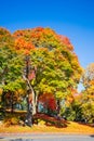Maple tree with colorful autumn foliage in New England Royalty Free Stock Photo