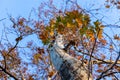 Maple tree colorful leaves in the park with blue sky background Royalty Free Stock Photo